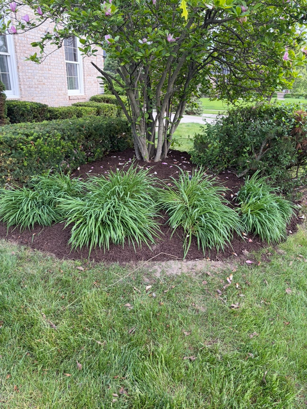 Fresh dark mulch installed around liriope and a magnolia tree