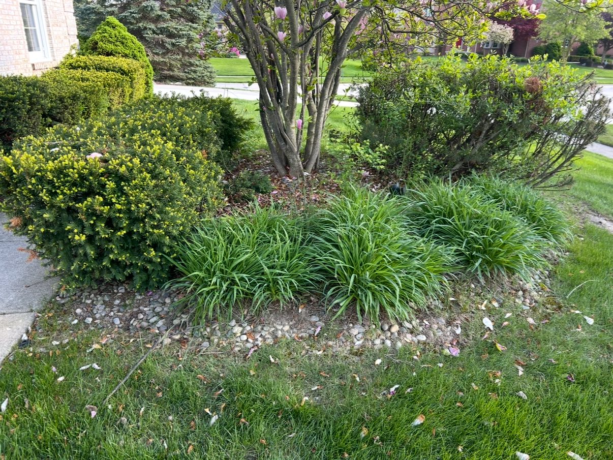 Magnolia bed before, overgrown with weeds